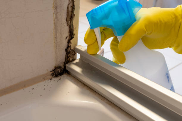 Best Basement Mold Removal  in Colfax, LA